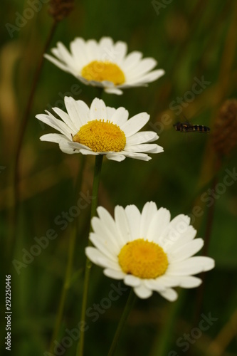 daisies in grass