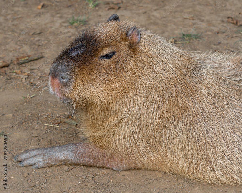 Portrait of a Capybara Resting on the Ground Portrait of a Capybara Resting on the Ground
