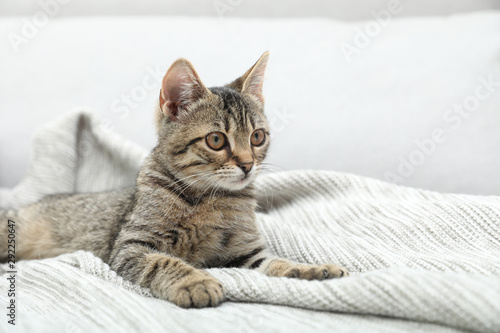 Grey tabby cat on knitted blanket, space for text. Adorable pet