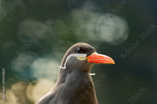 Close up Portrait of an Inca Tern © Ian