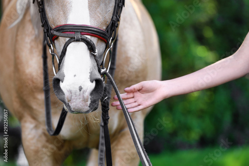 Palomino horse in bridle and young woman outdoors, closeup