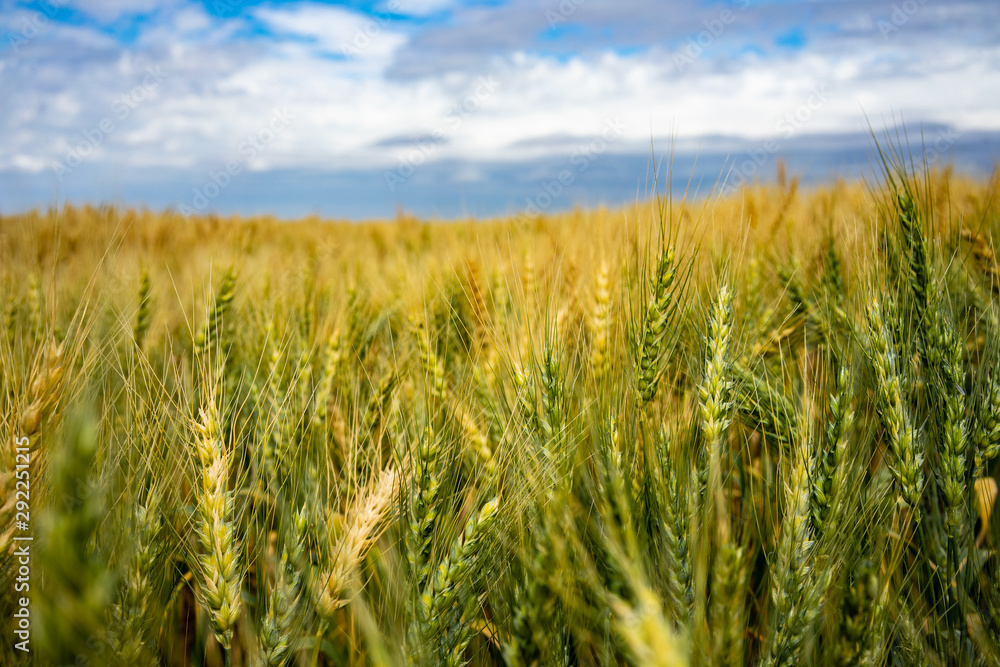 Obraz premium Fields of gold and green wheat below a partly cloudy sky 