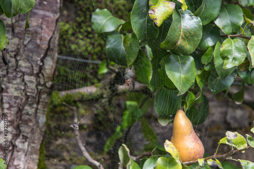 A spider in its web in a pear tree
