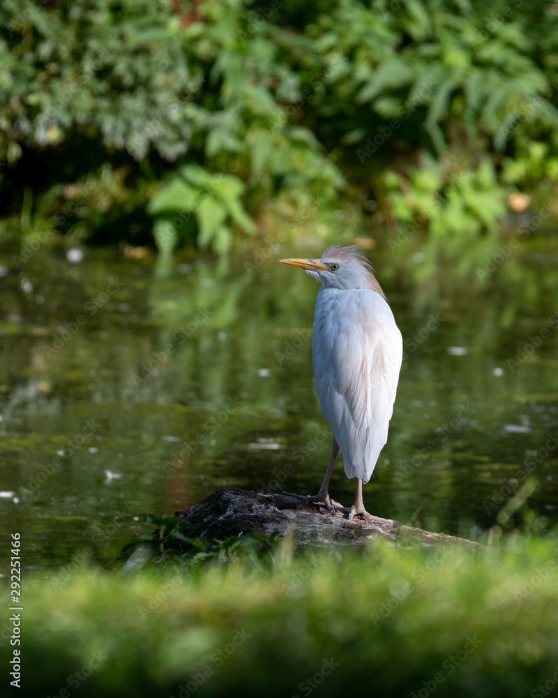 Cattle Egret Standing on a Rock Near a Pond Cattle Egret Standing on a Rock Near a Pond