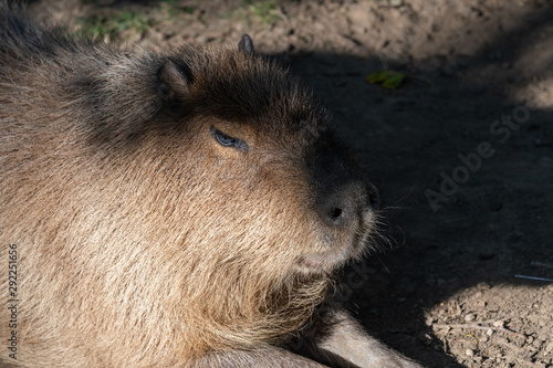 Wallpaper Mural Portrait of a Capybara Resting on the Ground Torontodigital.ca