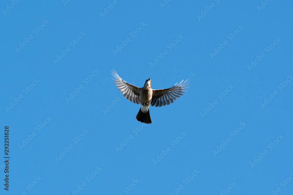Underneath A Eurasian jay in Flight Underneath A Eurasian jay in Flight
