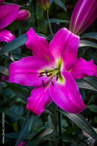purple flower