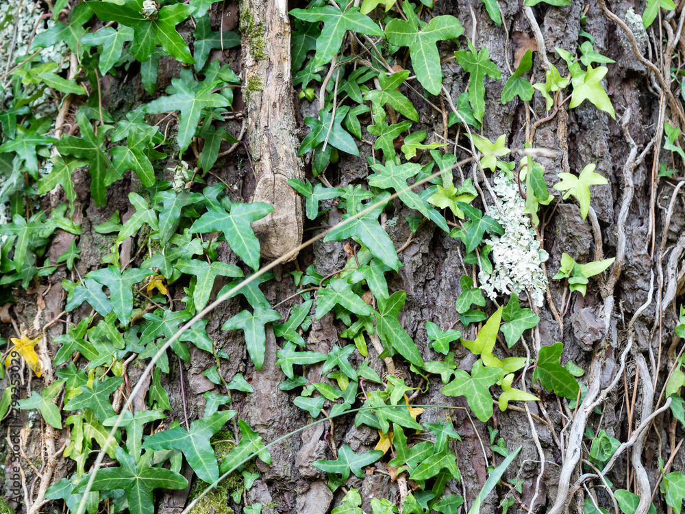 Fototapeta premium tronco de árbol cubierto por la vegetación