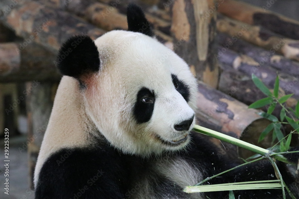 Fototapeta premium Cute Panda is Eating Bamboo, Shanghai, China