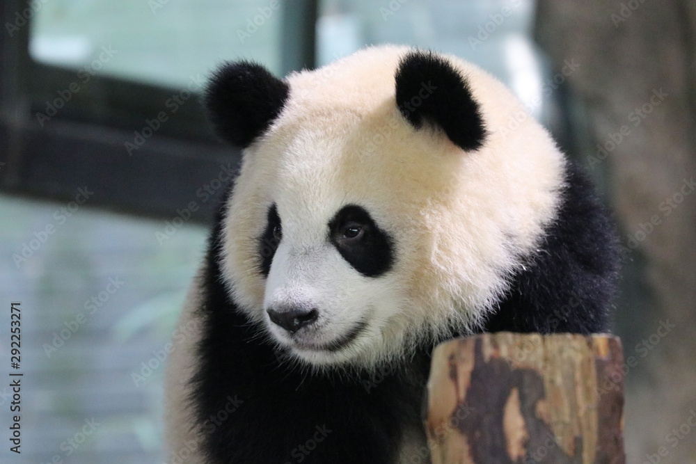Cute Panda Cub , Qi Qi , Shanghai, China Cute Panda Cub , Qi Qi , Shanghai, China