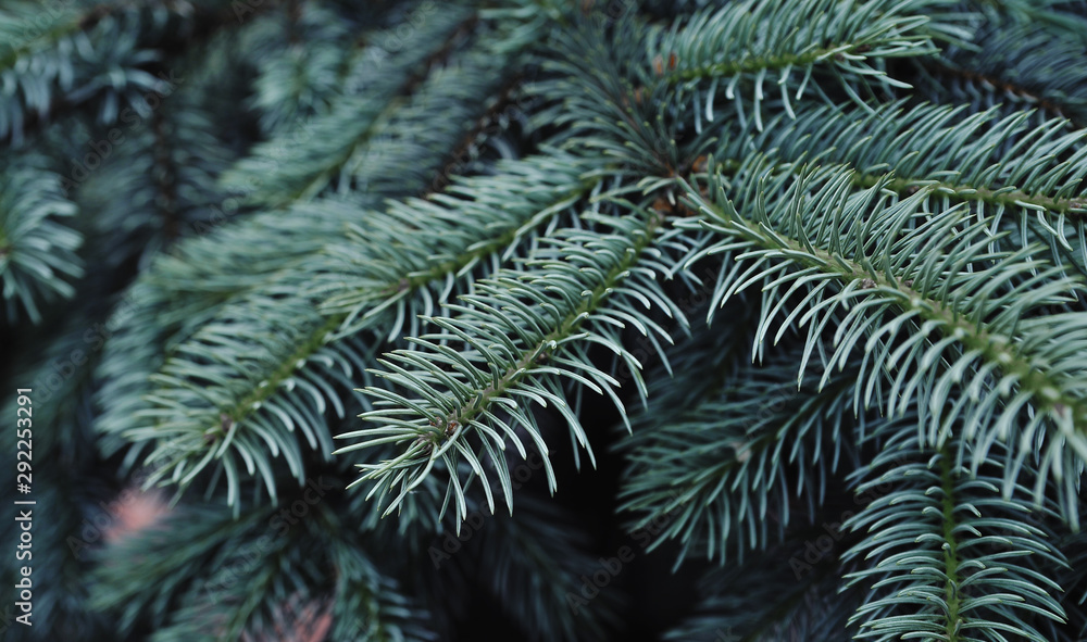 Blue pine cone texture. Winter background.