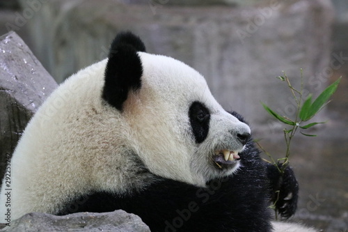 Fototapeta Naklejka Na Ścianę i Meble -  Funny Pose of Giant Panda While Eating Bamboo