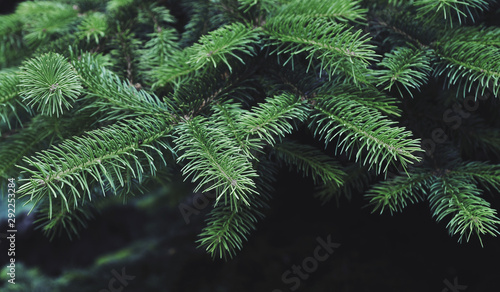 Blue pine cone texture. Winter background.