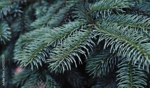 Blue pine cone texture. Winter background. © Alona