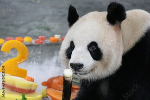 Fototapeta Naklejka Na Ścianę i Meble -  Beautiful Female Panda, Gong Zhu, Shanghai, China