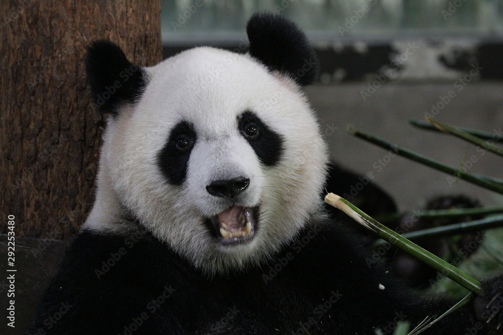 Naklejka premium Happy Smiling from a Happy Panda, Shanghai, China