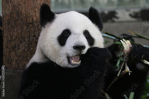 Sweet face of Female Panda in Shanghai, China