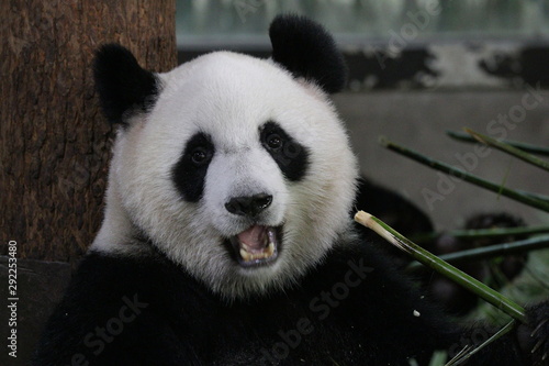 Fototapeta Naklejka Na Ścianę i Meble -  Happy Smiling from a Happy Panda, Shanghai, China