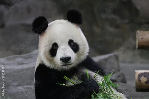 Obraz Piękna żeńska panda, Gong Zhu, Szanghaj, Chiny