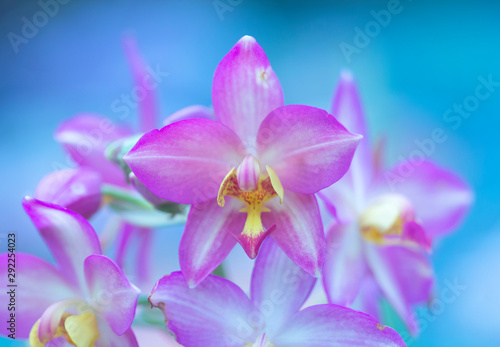 Orchid flower blurred background