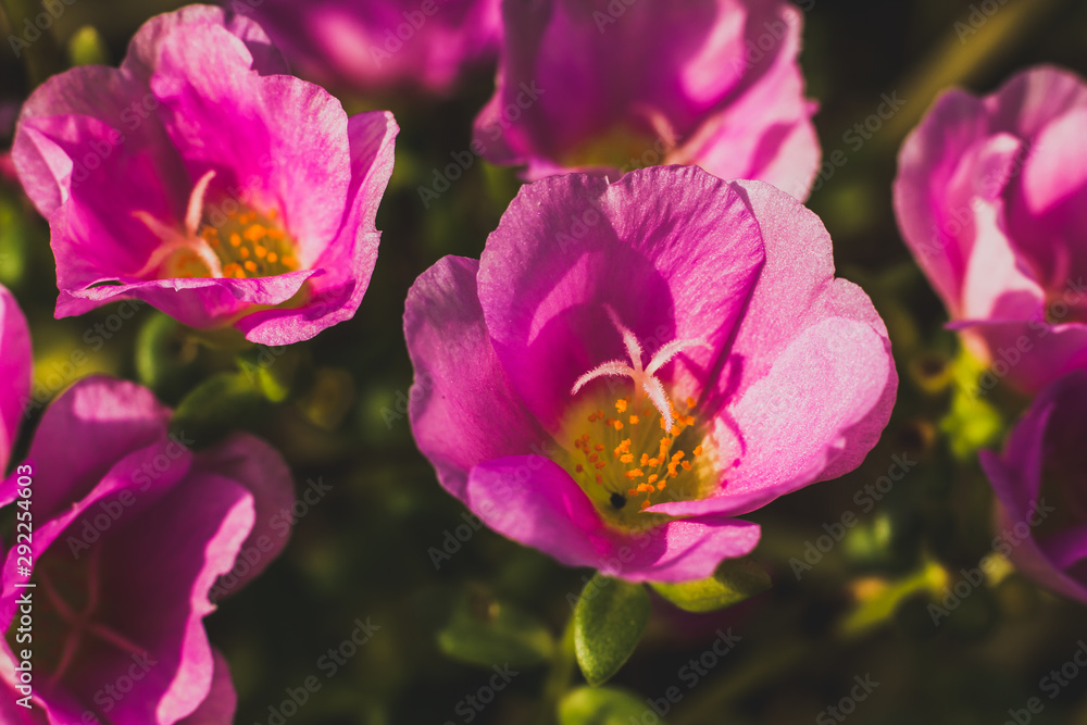 Fototapeta premium Closeup shot of Pink Pusley flower