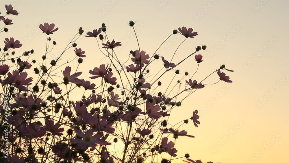 コスモスの花と夕焼け空