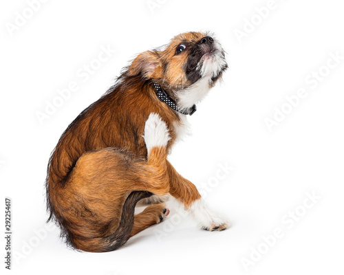фотографія Itchy Terrier Puppy Dog Scratching