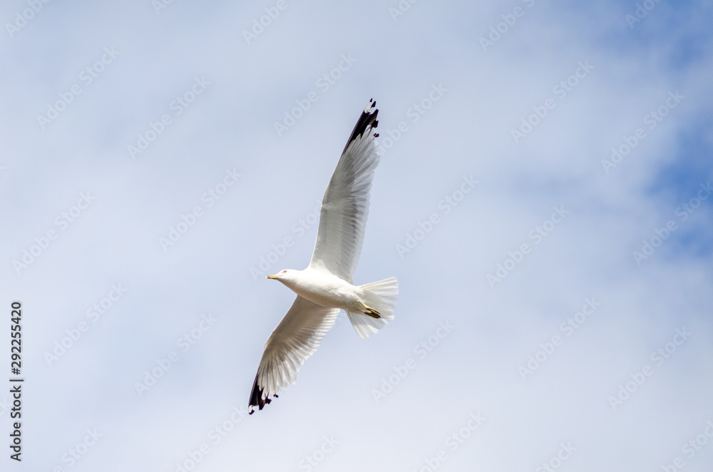 Fototapeta premium bird