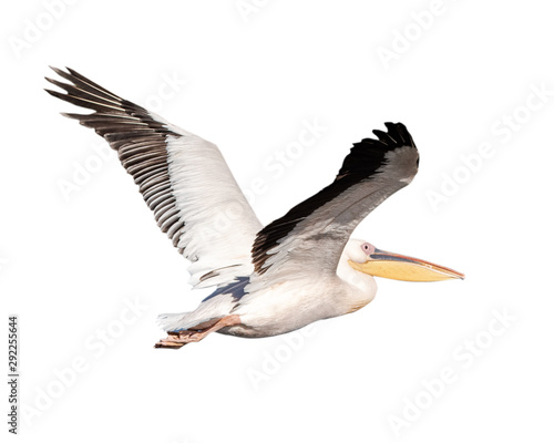 Pelican Bird in Flight Isolated