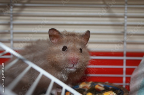 Cute Beige Teddy Bear Hamster close-up in cage