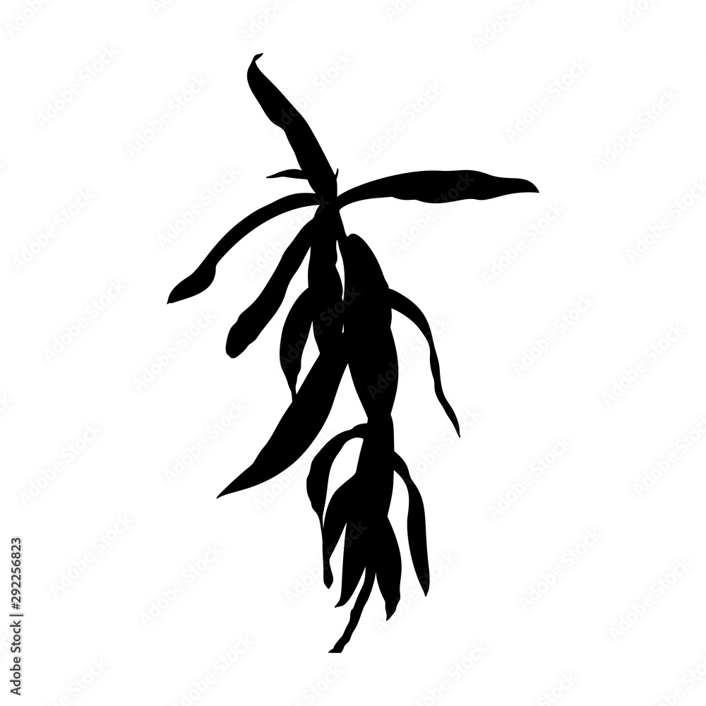 Silhouette of a houseplant. Vector monochrome floral illustration of a plant isolated on a white background Silhouette of a houseplant. Vector monochrome floral illustration of a plant isolated on a white background