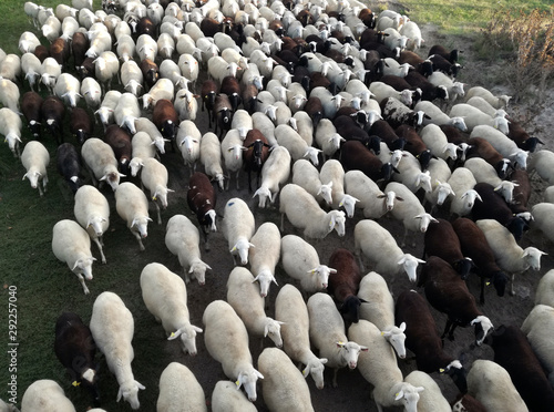 The inside the flock of sheep, seen from above. Group among green grass. Ruminant domestic mammalia. Ovine cattle breeding. White and black animals in the Spanish field. Milk, meat and wool production