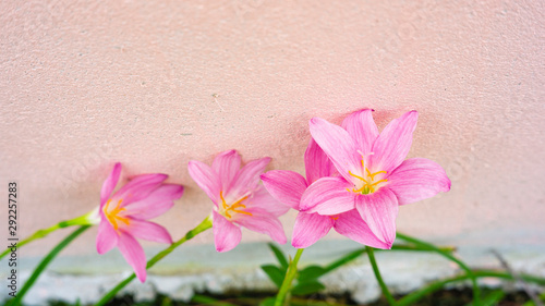 Blooming purple flowers Pink background