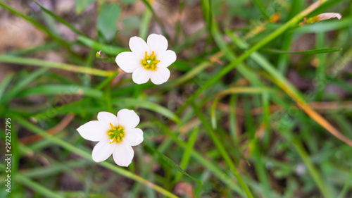 White flower pollen yellow green background
