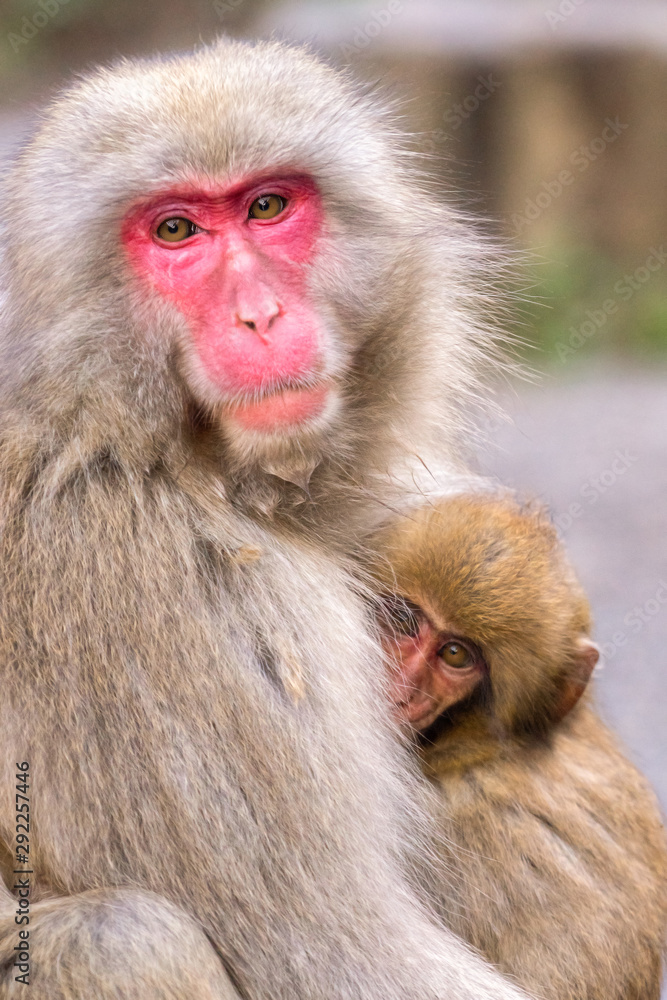 A mother Japanese monkey holding her baby with rim light A mother Japanese monkey holding her baby with rim light