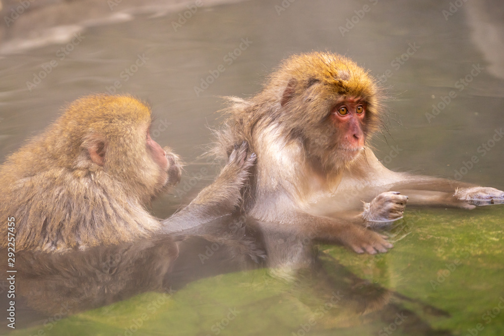 Kissing of two Japanese Macaques in Hot spring water pool Kissing of two Japanese Macaques in Hot spring water pool