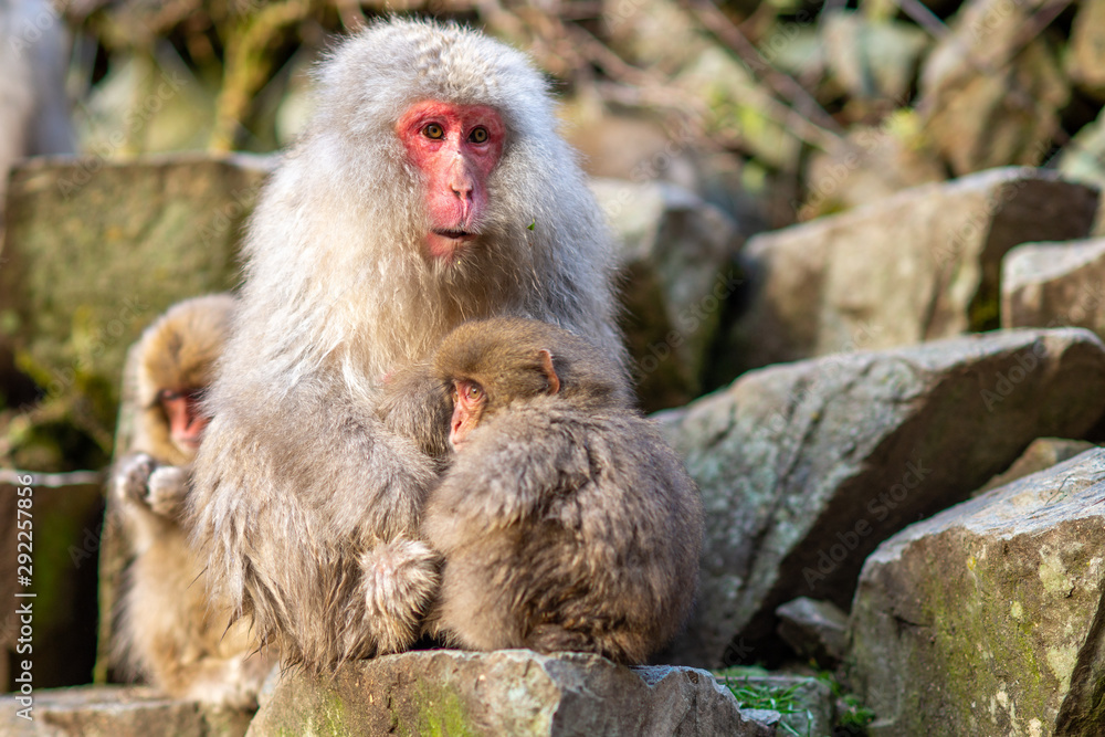 A baby Japanese Macaque holding his mother in Jigokudani monkey park,Nagano,Japan A baby Japanese Macaque holding his mother in Jigokudani monkey park,Nagano,Japan
