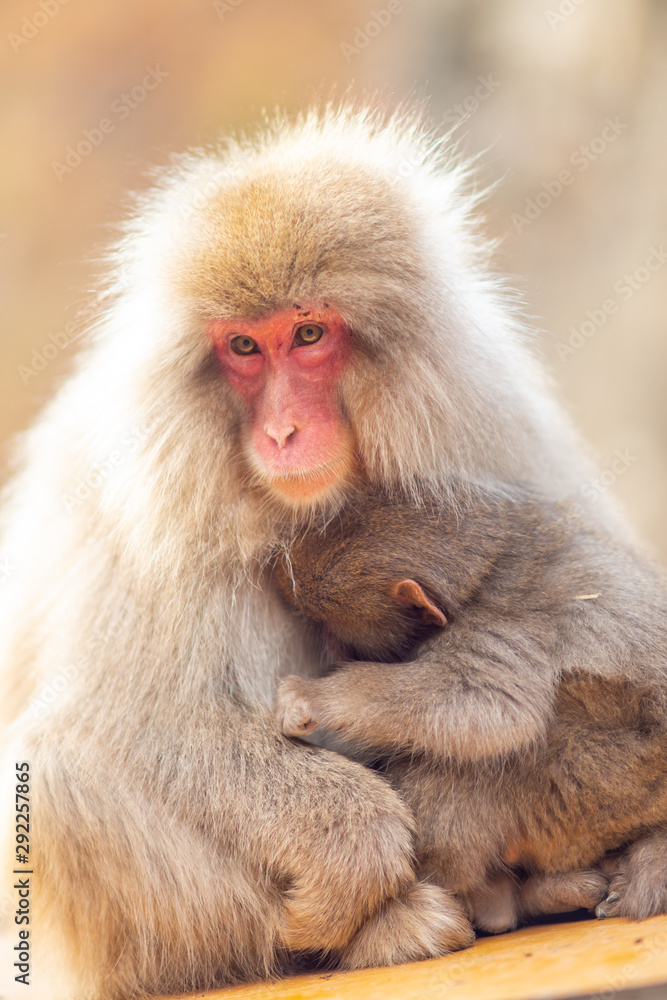 A baby Japanese Macaque holding his mother with rim light in Jigokudani monkey park A baby Japanese Macaque holding his mother with rim light in Jigokudani monkey park