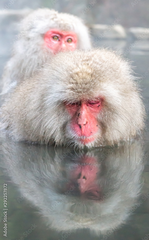 Naklejka premium A Japanese monkey in Onsen with beutiful water reflection at Jigokudani monkey park