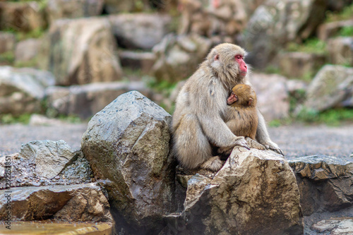 Photography A baby Japanese Macaque holding his mother in Jigokudani monkey park