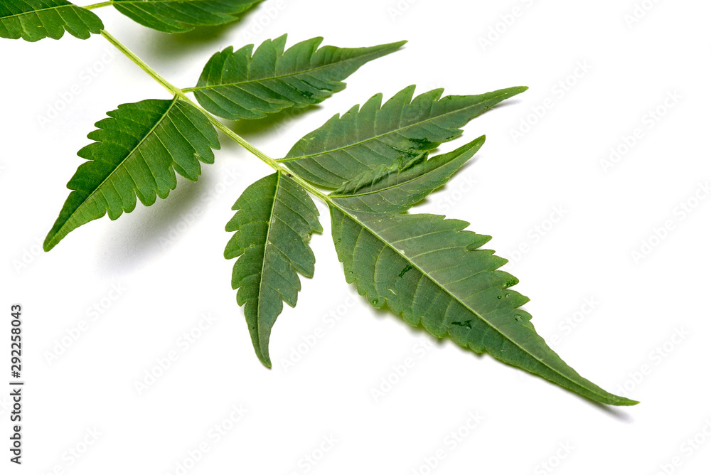 Closeup of Neem leaf in isolated white background Closeup of Neem leaf in isolated white background