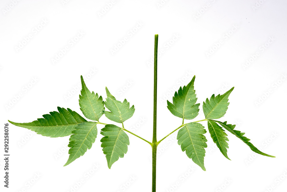 Closeup of Neem leaf in isolated white background Closeup of Neem leaf in isolated white background