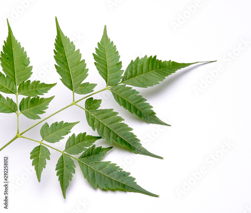 Closeup of Neem leaf in isolated white background