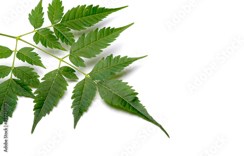 Closeup of Neem leaf in isolated white background, neem is used in preparing natural medicines.