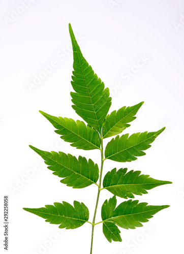 Closeup of Neem leaf in isolated white background