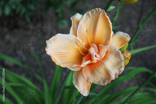 Pale Orange Lily in Garden