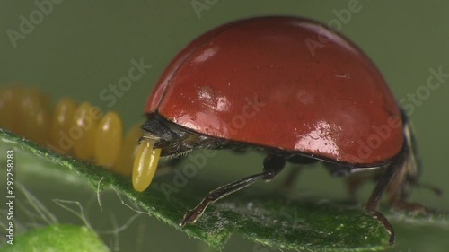 Ladybeetle laying eggs 1319 3