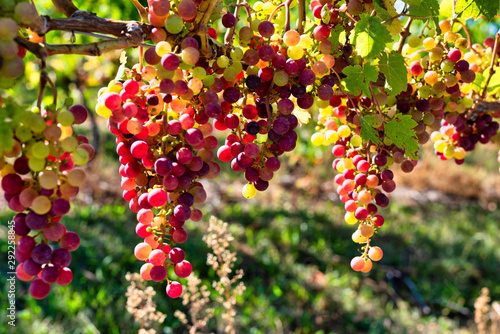 Grapes for Wine
