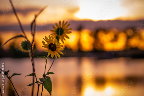 lake sunset sunflower