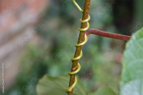 Close up of a tendril growing up a plant stem